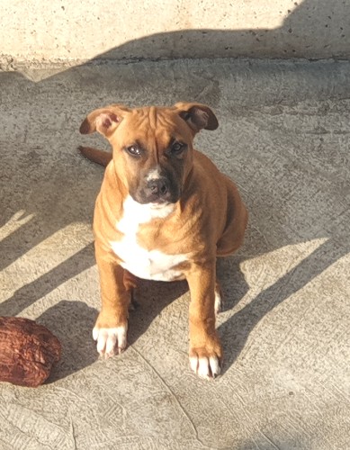 cucciola di amstaff bubble