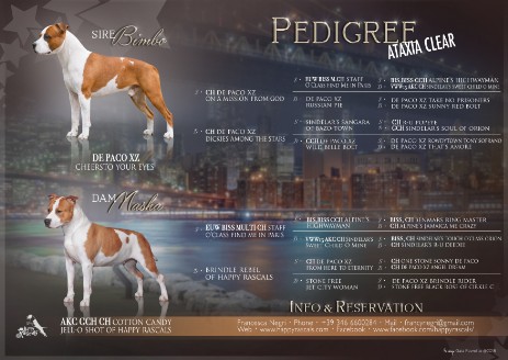 alta genealogia cuccioli di american staffordshire