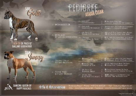 design gaia favretto dog design