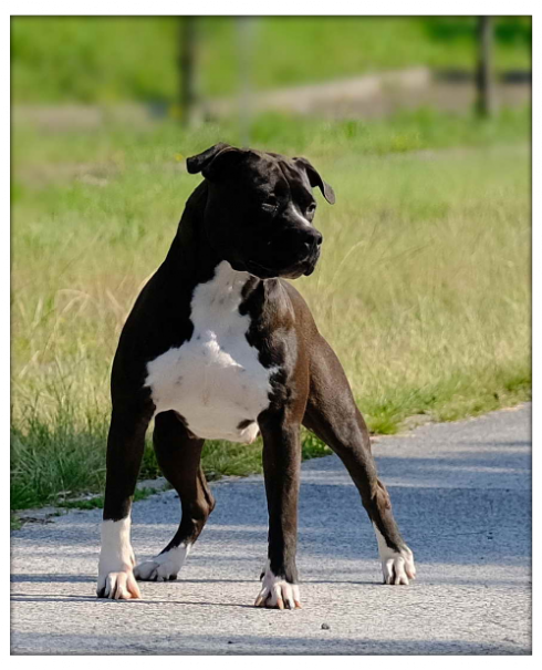 Tina amstaff nero