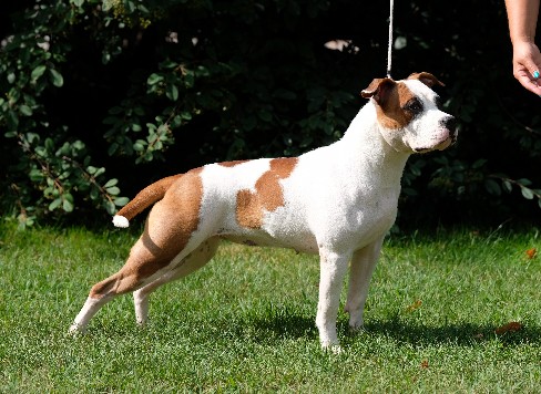 american staffordshire megan