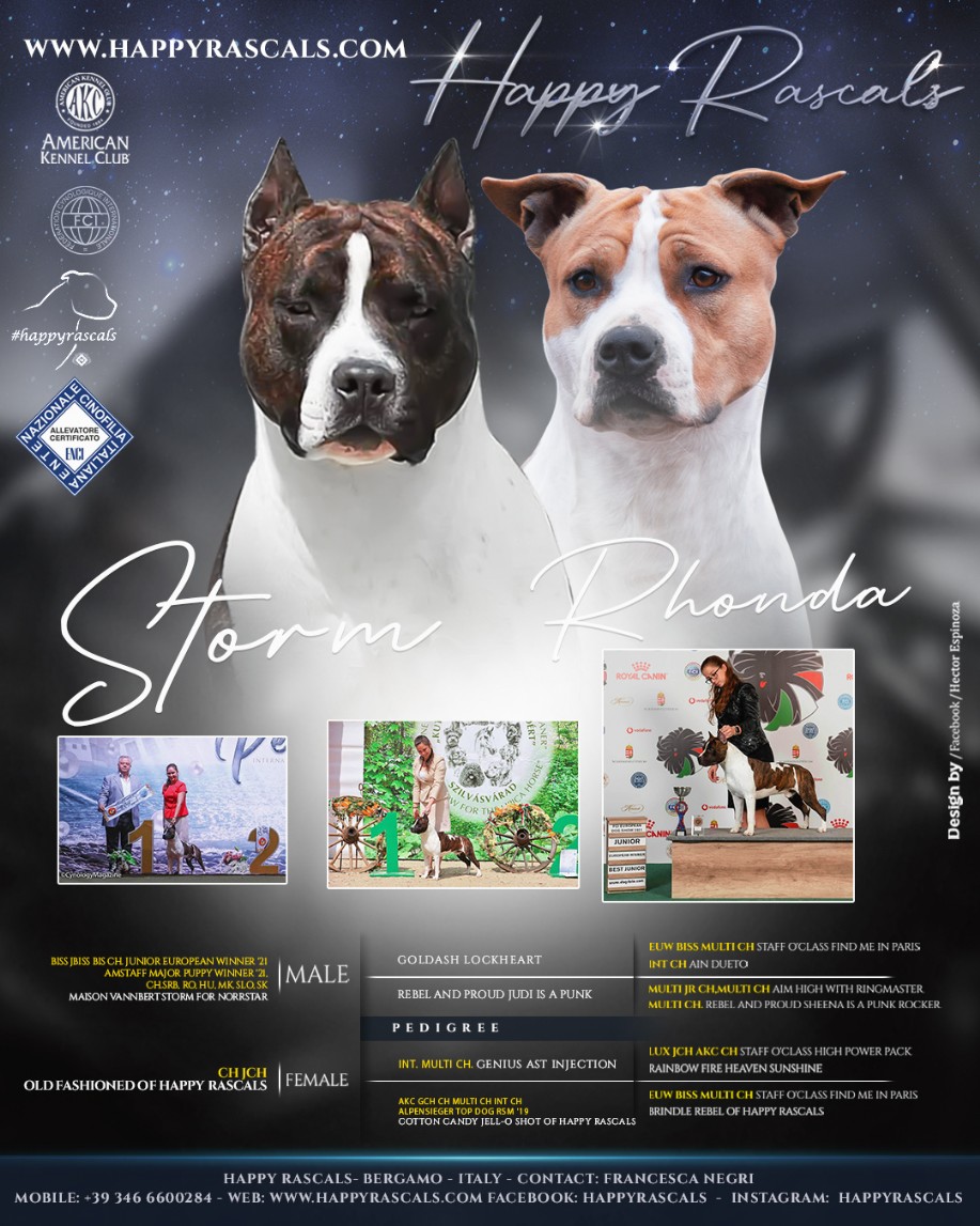lord x minnie cucciolata di amstaff selezionata