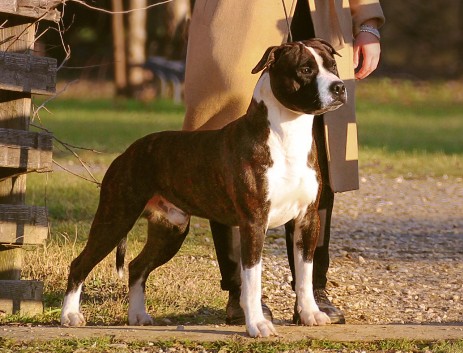 american staffordshire