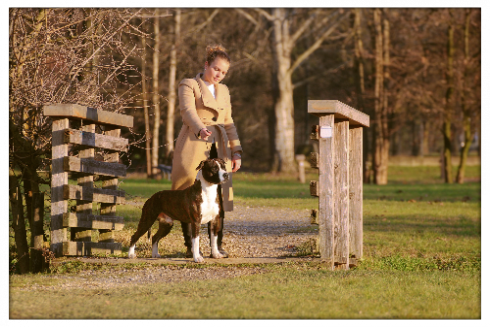 Giotto the amstaf and pro handler Gaia Favretto handling american staffordshire