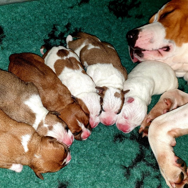 cuccioli di amstaff di 3 giorni amstaff rossi