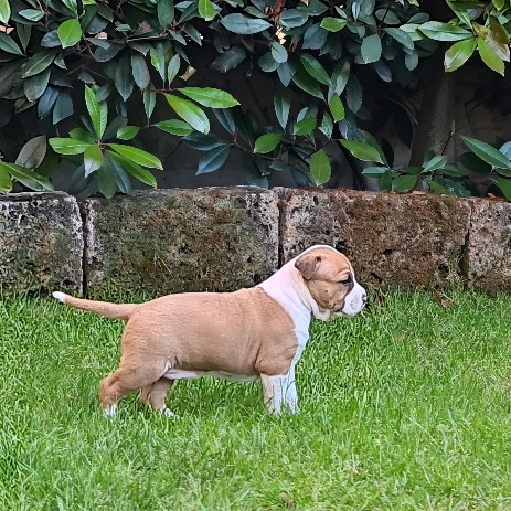 cucciolo amstaff cuccioli amstaff selezionati