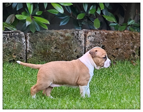 buddy x sunny