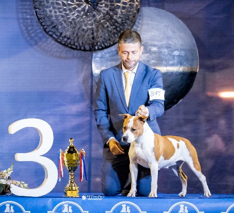 the godfather cuccioli di amstaff