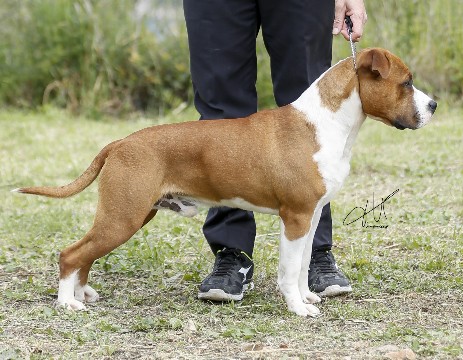 de paco amstaff