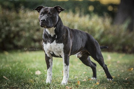 amstaff