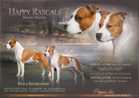 cuccioli di american staffordshire terrier pedigree enci