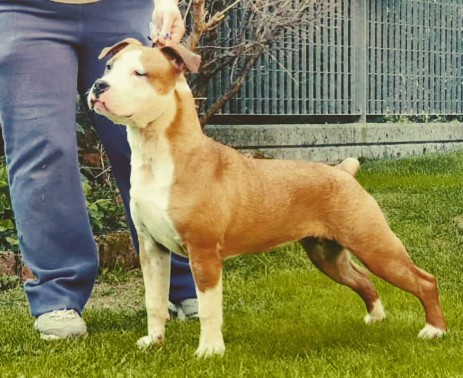 Prada Amstaff 7 mesi
